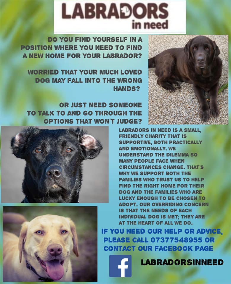 Shops labradors needing a home